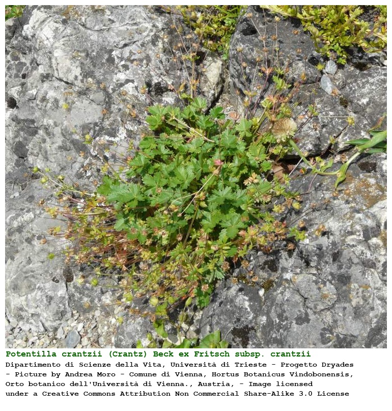 Potentilla crantzii (Crantz) Beck ex Fritsch subsp. crantzii